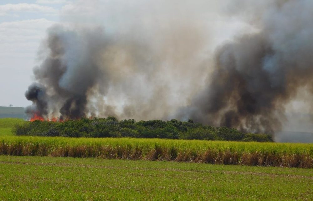 Incêndios em matas nativas de São Carlos