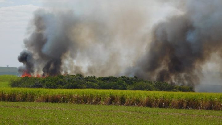 Incêndios em matas nativas de São Carlos