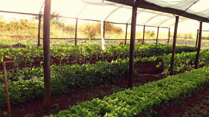 Cultivar alimentos na cidade: os desafios da agricultura urbana em São Carlos